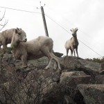 Bighorn Sheep on Trail to Mystic Lake