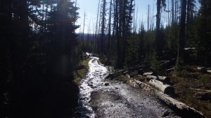 This portion of the trail can be muddy in early June.