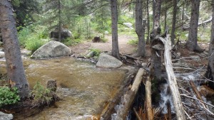 Logs on Basin Creek