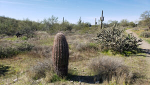 Cacti on Clay Mine Trail