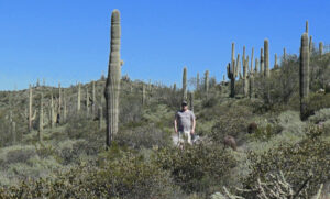 Saguaro Cacti are Tall!