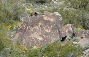 Petroglyphs along Waterfall Trail
